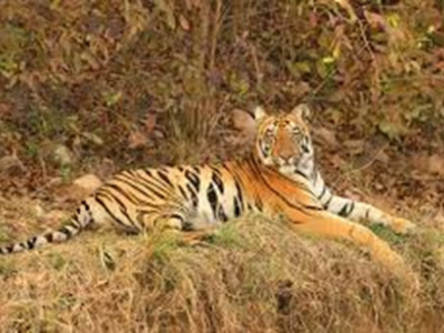 Masinagudi Group Stay, Cottages in Masinagudi